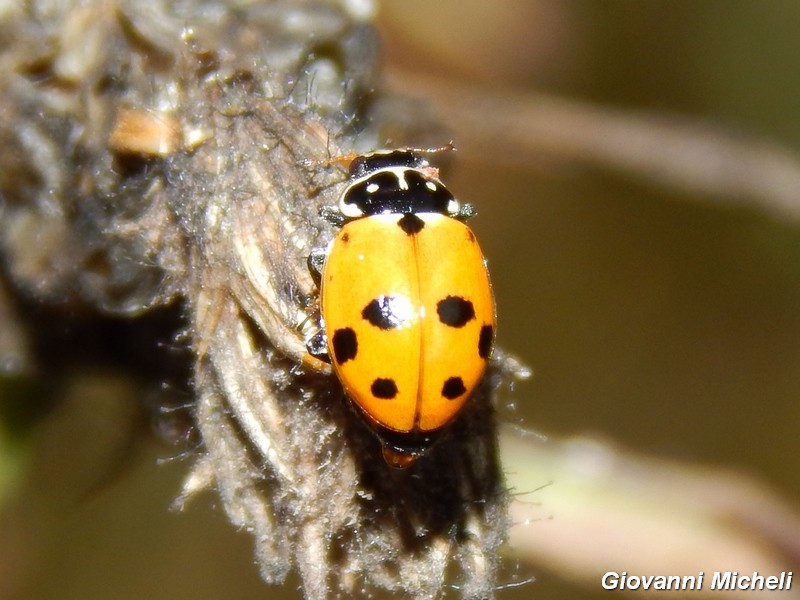Hippodamia variegata, Coccinellidae